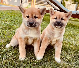 Shiba inu nati da noi ( cuccioli di 2 mesi )