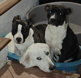 Amstaff femmina 8 mesi - vaccinata con microchip