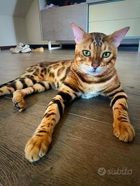 Cuccioli Gatto Bengala