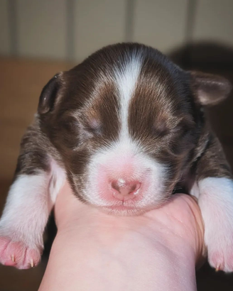 Cuccioli di Pastore Australiano con pedigree