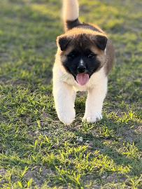 Akita americano