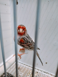 Canarini Maschi Agata Rosso Mosaico