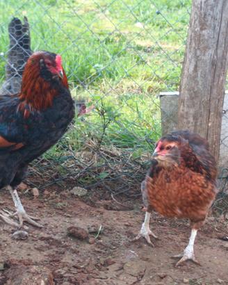 Coppia Araucana selvatica