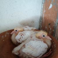 Piccioni viaggiatori bianchi