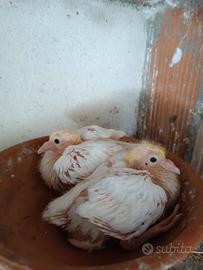 Piccioni viaggiatori bianchi