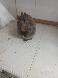 Coniglio Femmina testa di leone