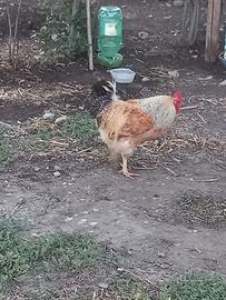 Gallo