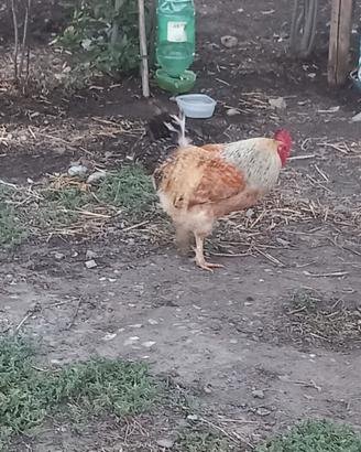 Gallo