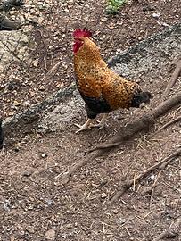 Gallo