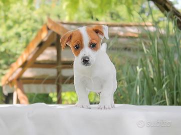 Cucciolo di Jack Russell