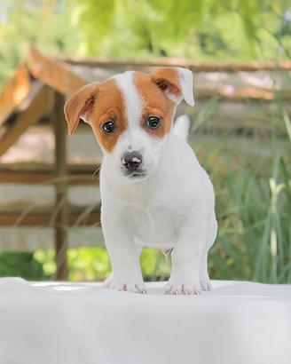 Cucciolo di Jack Russell
