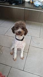 Lagotto romagnolo