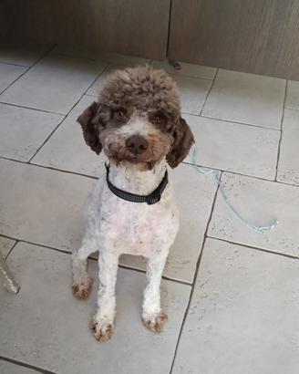 Lagotto romagnolo