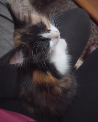 Gattina pelo lungo
