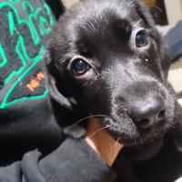 Cuccioli di labrador neri con pedigree Enci