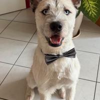 Cagnolina per accoppiare cane