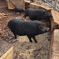 Maialini nani da compagnia