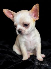 Chihuahua ENCI a pelo corto
