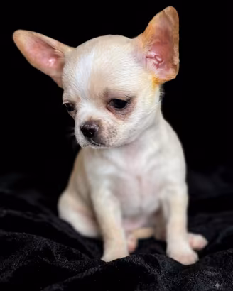 Chihuahua ENCI a pelo corto