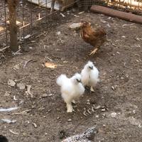 Galline Moroseta frizzl chiccinelle