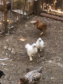 Galline Moroseta frizzl chiccinelle