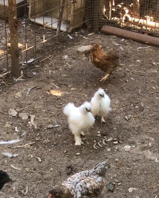 Galline Moroseta frizzl chiccinelle
