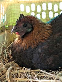 Coppia di Cemani