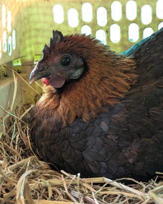 Coppia di Cemani