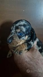 Bassotti tedeschi arlecchini