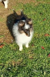 Pastore dello shetland il piccolo LASSIE