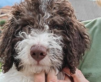 Lagotto romagnolo 3 mesi