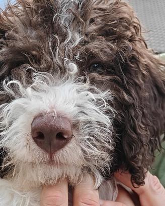 Lagotto romagnolo 3 mesi