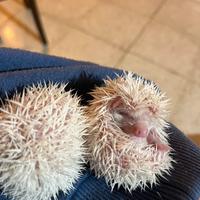 Cuccioli riccio africano