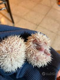 Cuccioli riccio africano