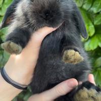 Coniglietti Ariete Nani