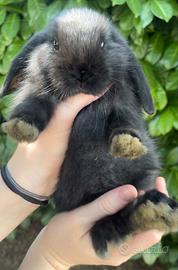 Coniglietti Ariete Nani