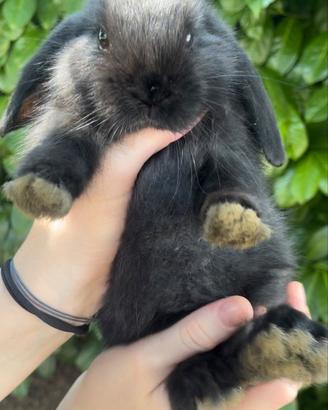 Coniglietti Ariete Nani