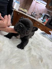 Cucciolo di bulldog francese