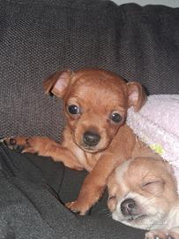 Ultimo cucciolo chihuahua/ pincher