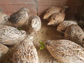 Quaglie giganti jumbo