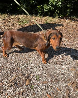 Dachsbracke femmina pronta caccia al cinghiale