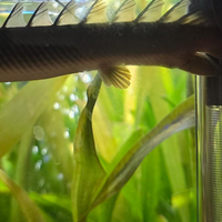 2 pesci Polypterus senegalus