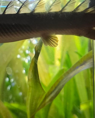 2 pesci Polypterus senegalus