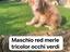 Immagine 6