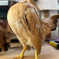 Pulcini di serama della malesia