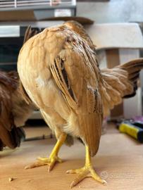 Pulcini di serama della malesia