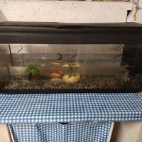 acquario 