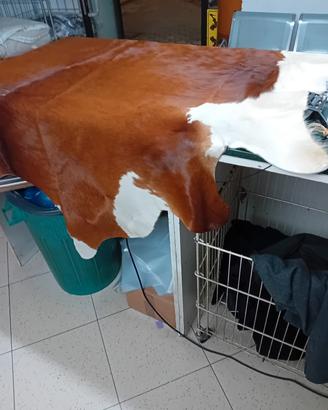 pelle di mucca