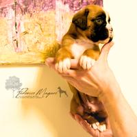 Boxer Cuccioli