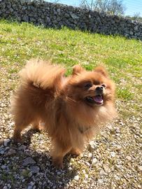 Spitz nano maschio accoppiamento 